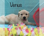 Small Photo #18 Golden Retriever Puppy For Sale in DEARBORN, MO, USA