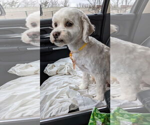 Mal-Shi Dogs for adoption in Princeton, MN, USA