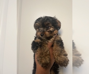 Yo-Chon Puppy for Sale in LOGANVILLE, Georgia USA