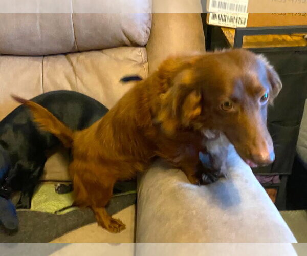 Medium Photo #1 Dachshund Puppy For Sale in Boonton, NJ, USA