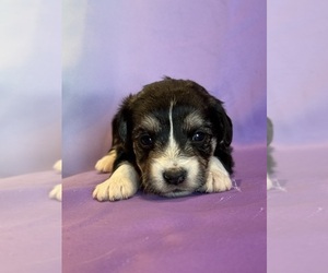 Corgipoo Puppy for sale in LONGMONT, CO, USA