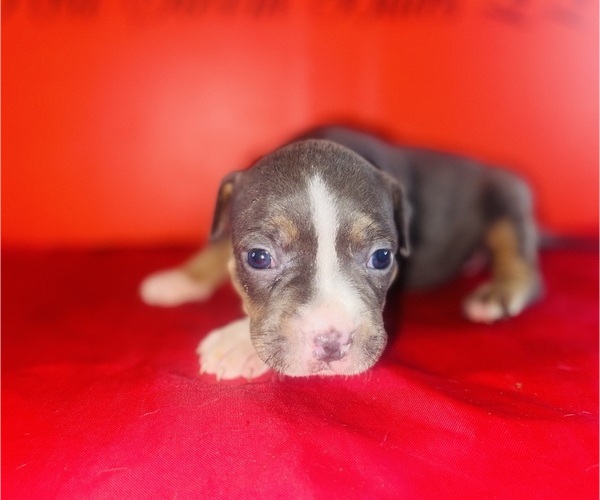 Medium Photo #3 American Bully Puppy For Sale in TRENTON, NJ, USA