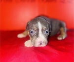 Small #2 American Bully