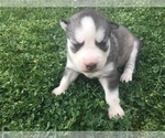 Small Photo #15 Siberian Husky Puppy For Sale in GLENDALE, AZ, USA