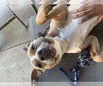Small #3 American Pit Bull Terrier-American Staffordshire Terrier Mix