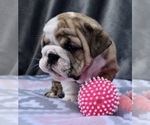 Small Photo #12 Bulldog Puppy For Sale in JACKSONVILLE, FL, USA