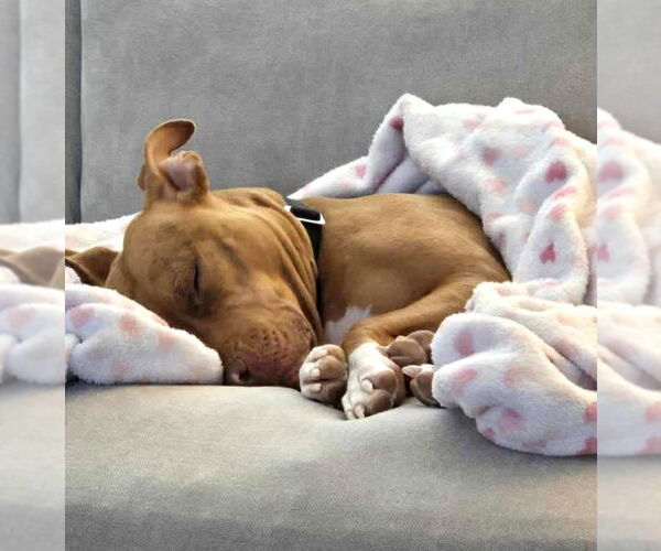 Medium Photo #3 Mutt Puppy For Sale in Rockville, MD, USA