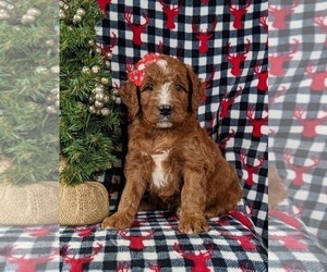 Irish Setter-Poodle (Miniature) Mix Puppy for sale in BIRD IN HAND, PA, USA