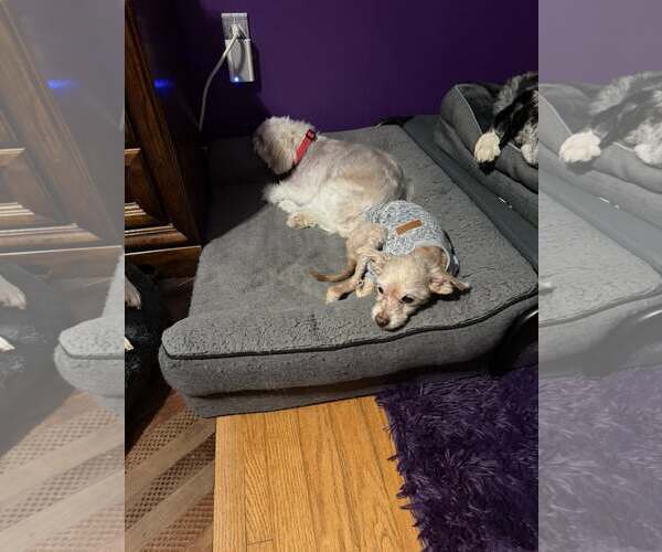 Medium Photo #6 Poodle (Toy) Puppy For Sale in Alexandria, KY, USA