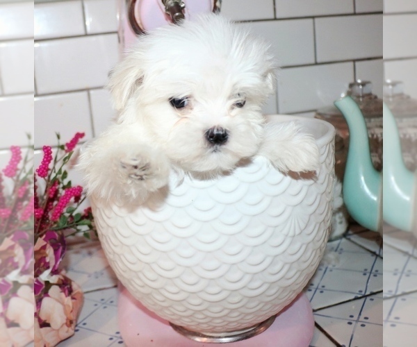 Medium Photo #1 Maltese Puppy For Sale in BRANSON, MO, USA