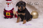 Small Photo #1 Rottweiler Puppy For Sale in OWINGSVILLE, KY, USA