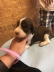 Small Photo #1 English Springer Spaniel Puppy For Sale in MANNING, SC, USA