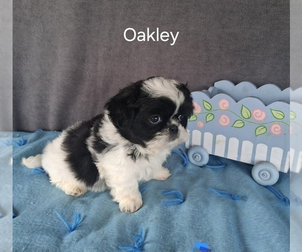 Medium Photo #2 Shih Tzu Puppy For Sale in MOUNT PLEASANT, MI, USA