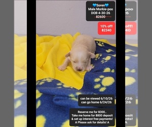 Morkie Poo (Toy) Puppy for sale in TUCSON, AZ, USA