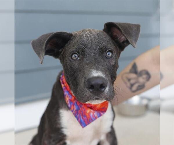 Medium Photo #1 Staffordshire Bull Terrier Puppy For Sale in San Antonio, TX, USA
