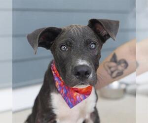 Staffordshire Bull Terrier Dogs for adoption in San Antonio, TX, USA