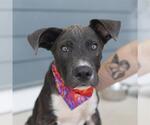 Small Staffordshire Bull Terrier
