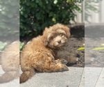 Small #1 Havanese