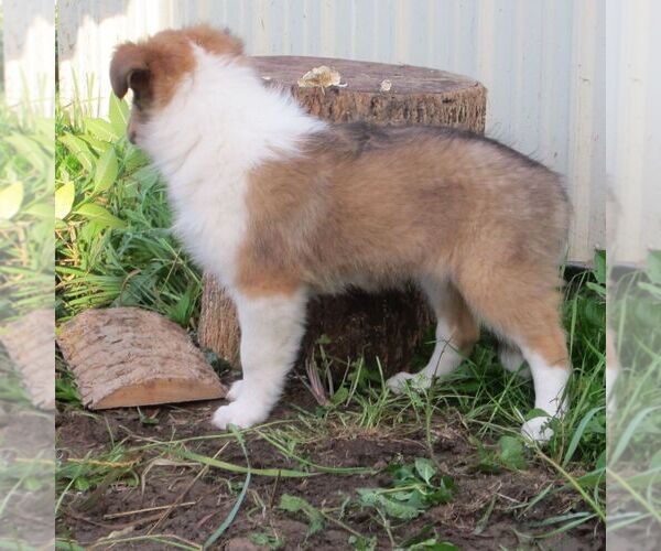 Medium Photo #3 Collie Puppy For Sale in FORT PLAIN, NY, USA