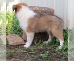 Small #2 Collie