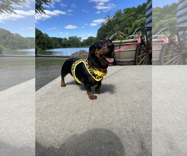 Medium Photo #3 Dachshund Puppy For Sale in Fruitland, SC, USA