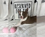 Small #3 Boston Terrier