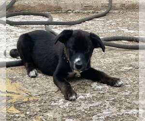 Labrador Retriever-Unknown Mix Dogs for adoption in Palatine/Kildeer/Buffalo grove, IL, USA