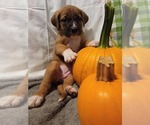 Puppy 2 Bullmastiff-Saint Bernard Mix