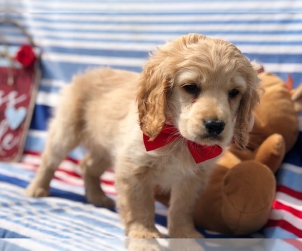 Medium Photo #5 Labrador Retriever Puppy For Sale in CLAY, PA, USA