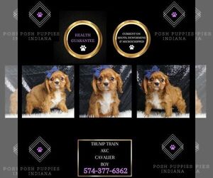 Cavalier King Charles Spaniel Puppy for sale in WARSAW, IN, USA