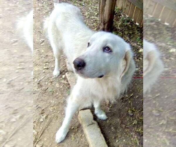 Medium Photo #5 Great Pyrenees Puppy For Sale in Spring, TX, USA