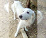 Small #4 Great Pyrenees