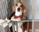 Small #3 Treeing Walker Coonhound