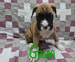 Small Photo #3 Boxer Puppy For Sale in PHIL CAMPBELL, AL, USA