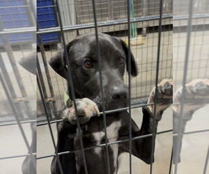 Labrador Retriever-Unknown Mix Dogs for adoption in Rockaway, NJ, USA