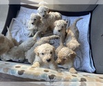Small Photo #12 Poodle (Standard) Puppy For Sale in NASHVILLE, TN, USA