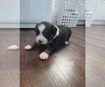 Puppy Rex Miniature Australian Shepherd