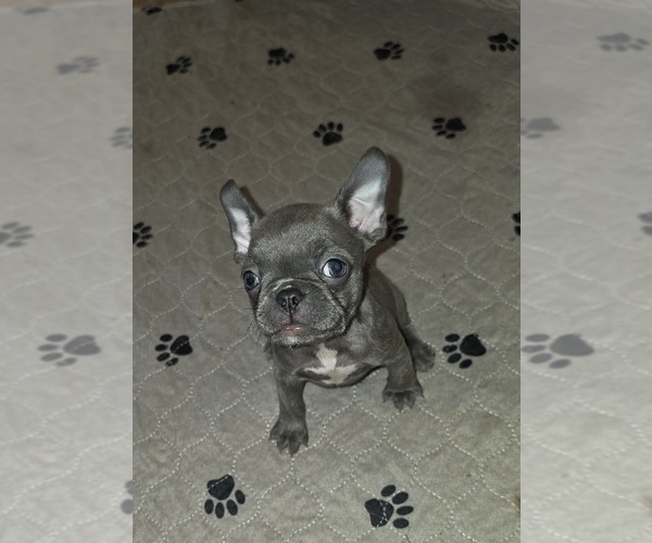 Medium Photo #1 French Bulldog Puppy For Sale in LOUISVILLE, KY, USA