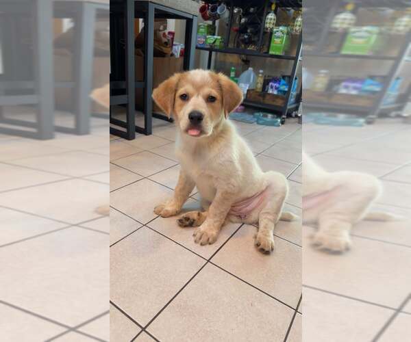 Medium Photo #1 Retriever -Unknown Mix Puppy For Sale in pomfret, CT, USA