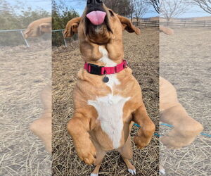 Sasha - Female Labrador Retriever-Rhodesian Ridgeback Mix Dog for Adoption - Photo #3