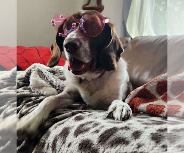 Medium Photo #4 Border Collie-Brittany Mix Puppy For Sale in Curwensville, PA, USA