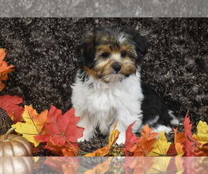 Yorkshire Terrier Puppy for sale in ELDORADO, OH, USA