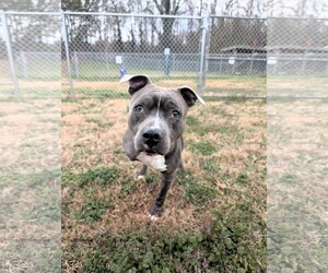 Mutt Dogs for adoption in Shelburne, VT, USA