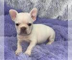 Small Photo #7 French Bulldog Puppy For Sale in SANDY HOOK, KY, USA