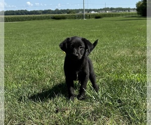 Labrador Retriever Puppy for sale in FRANKLIN, IN, USA