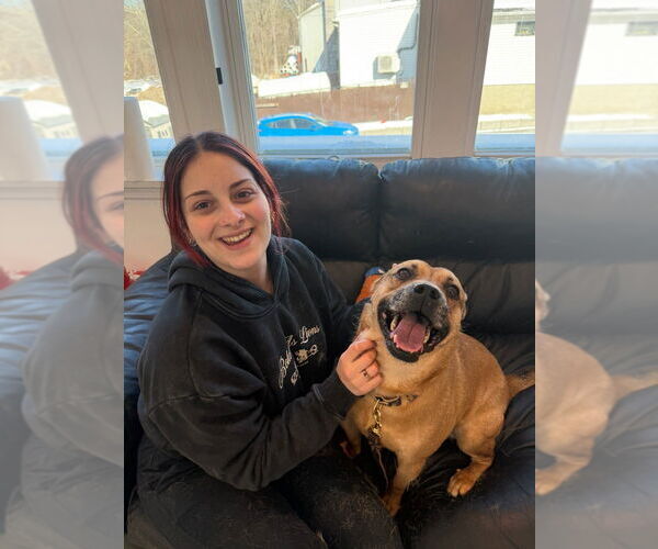 Medium Photo #15 Labrador Retriever-Unknown Mix Puppy For Sale in Brewster, NY, USA