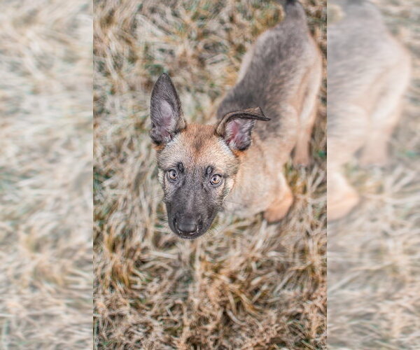 Medium Photo #1 German Shepherd Dog-Unknown Mix Puppy For Sale in Germantown, OH, USA