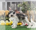 Small Schnauzer (Miniature)