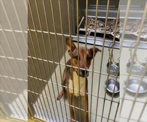 Shepradors Dogs for adoption in Rancho Cucamonga, CA, USA