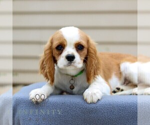 Cavalier King Charles Spaniel Puppy for sale in ANNVILLE, PA, USA